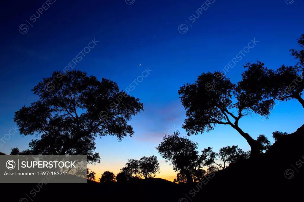 Evening mood, Andalusia, tree, trees, oak, cork oak, national park, Sierra de Andújar, province Jaén, Quercus suber, silhouette, reserve, Sierra Moren...
