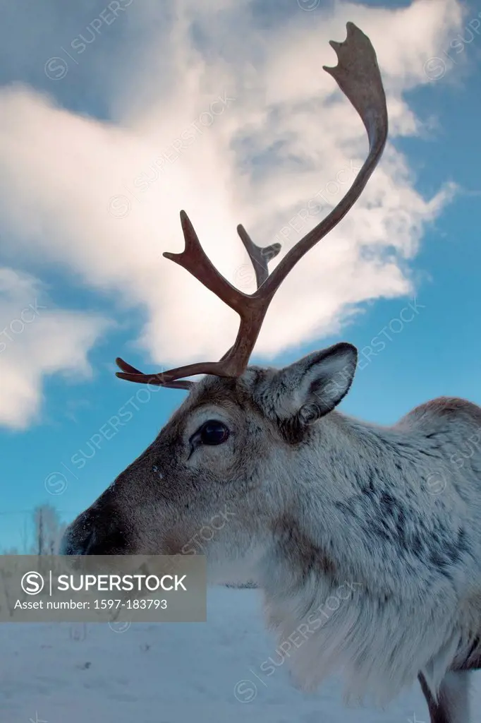 Bellvik, Europe, Kaldfjorden, nature, Norway, reindeers, Scandinavia, mammals, animals, Tromsö, winter, wilderness, domestic animals, Lapland, agricul...