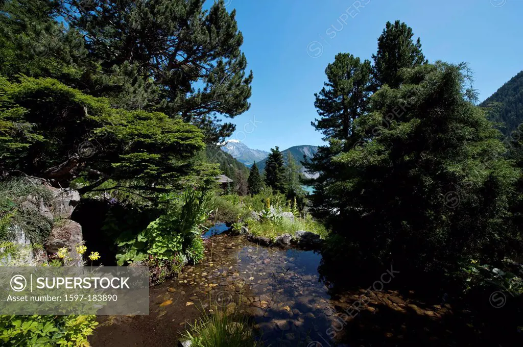Valais, Champex, alpine, Switzerland, Alpine garden, botany, botanical Alpine garden, Flore Alpe, wood, forest, nature, pond