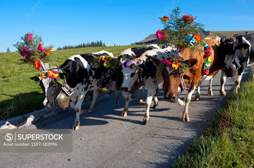 Switzerland, Europe, Semsales, canton Freiburg, cattle drive, cows, agriculture, tradition, tradition,