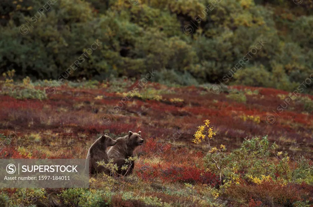 Grizzly Bear, animal, Ursus Arctos, Denali, National Park, Preserve, Alaska, USA, bears, fighting, cubs, cub, field, fall, autumn,