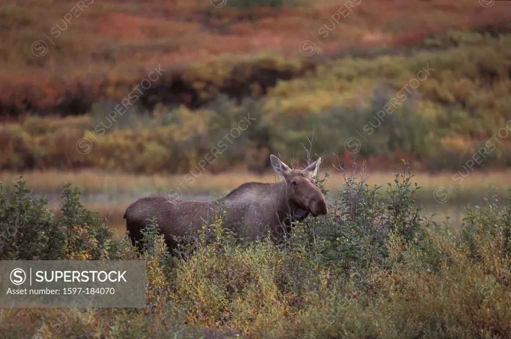 Moose, animal, Alces Alces, Denali, National Park, Preserve, Alaska, USA, elk, eating, big, fall, autumn, field, animal, female, cow, bull