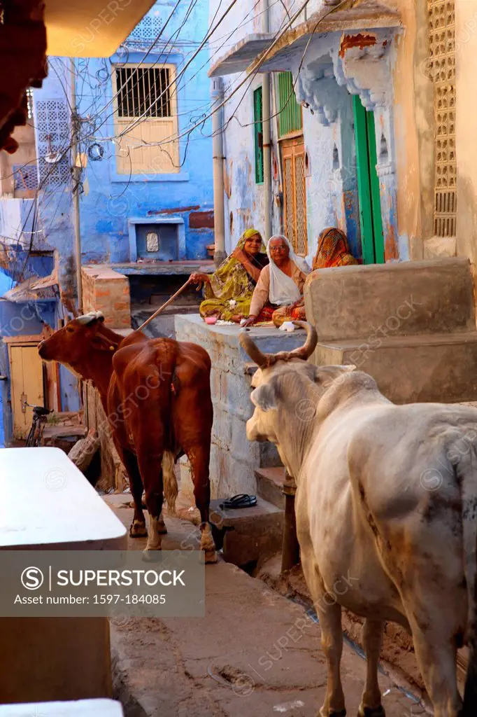 Jodhpur, blue town, city, blue, lanes, cow, holy, cows, narrow, tight, ruin, tell, women, old women, Rajasthan, sit, India, Asia,