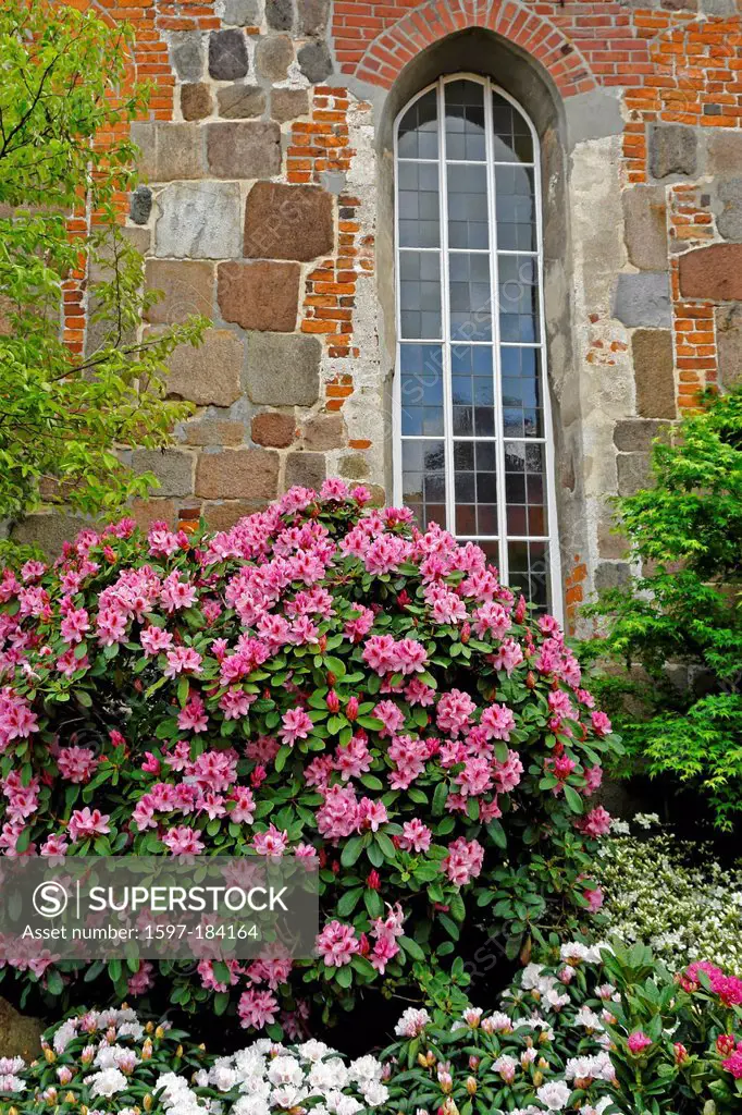 Europe, Germany, Lower Saxony, Westerstede, rhododendron blossom, rhododendron, shrub, bush, flowers, place of interest, tourism, detail, wall, window