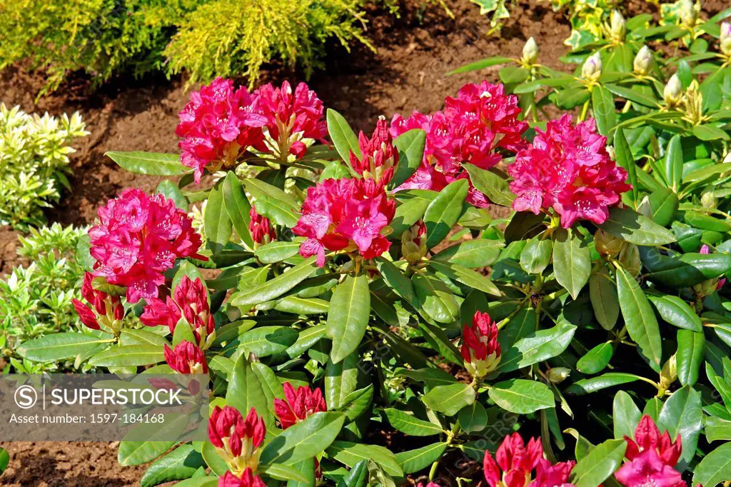 Europe, Germany, Lower Saxony, Westerstede, rhododendron blossom, rhododendron, shrub, bush, flowers, place of interest, tourism, detail