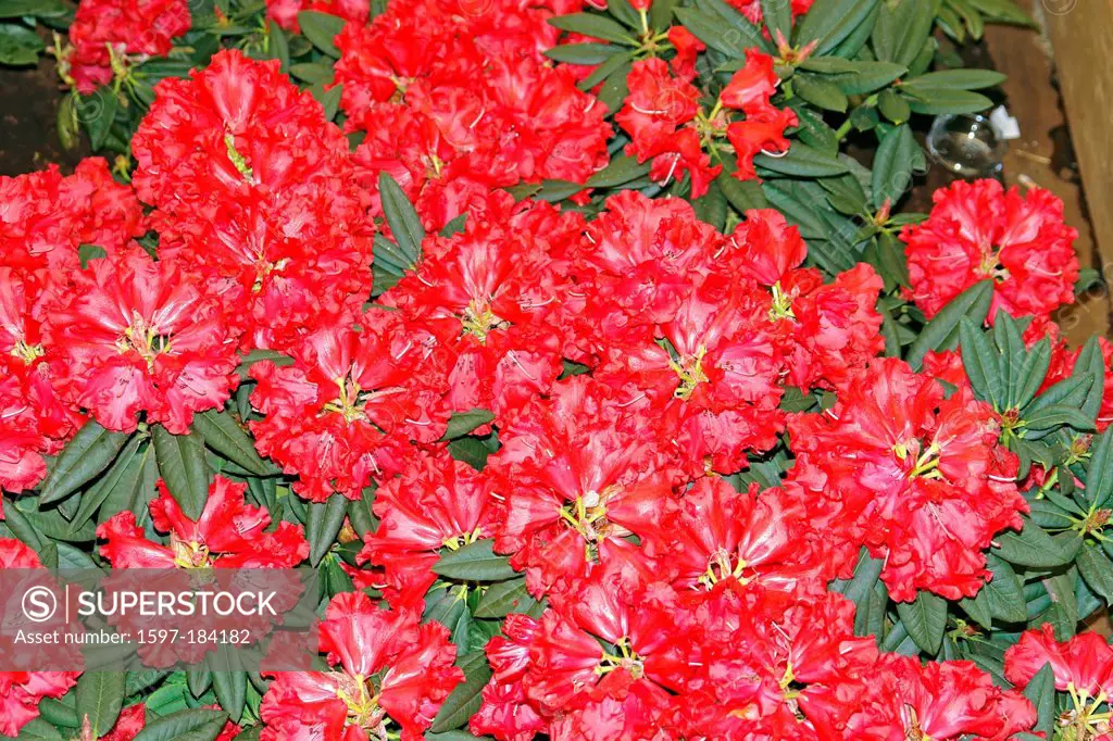 Europe, Germany, Lower Saxony, Westerstede, in the market, rhododendron blossom, close-up, rhododendron, flowers, detail, pattern, sample,