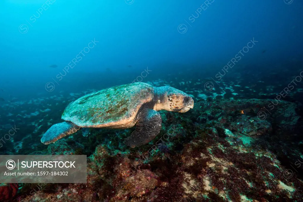 Loggerhead Sea Turtle, Caretta caretta, Aliwal Shoal, Indian Ocean, South Africa, sea turtles, Loggerhead Turtle, Turtles, Sea turtle, Sea turtles, Se...