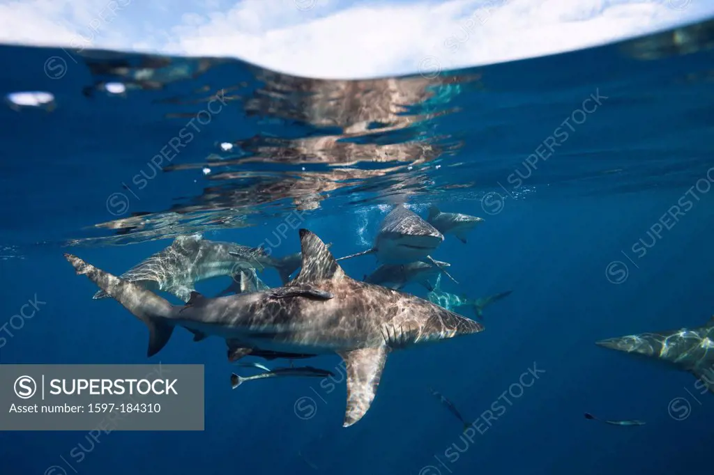 Blacktip Sharks, Carcharhinus limbatus, Aliwal Shoal, Indian Ocean, South Africa, sharks, Blacktip Shark, Blacktip Sharks, Requiem Shark, Ground Shark...