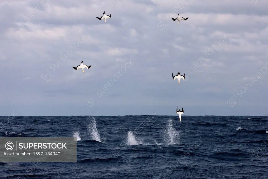 Cape Gannets hunting Sardines, Morus capensis, Indian Ocean, Wild Coast, South Africa, birds, Booby, Boobies, Seabird, Seabirds, Sea Bird, Sea Birds, ...