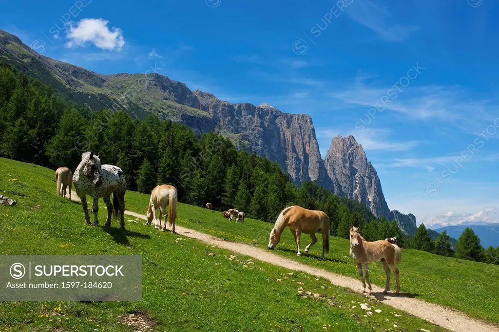 South Tirol, Italy, Europe, Schlern, Seiser Alm, Dolomites, mountain landscape, mountain, mountains, scenery, nature, Trentino, horse, animal, outside...