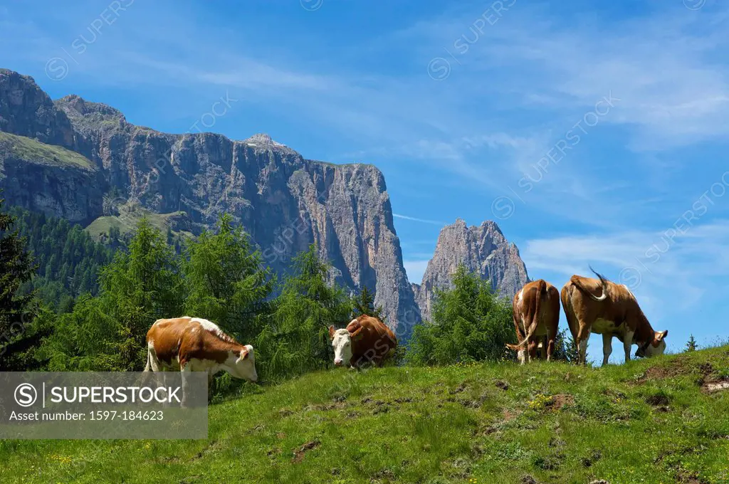 South Tirol, Italy, Europe, Schlern, Seiser Alm, Dolomites, mountain landscape, mountain, mountains, scenery, nature, Trentino, cows, cattle, Rindviec...