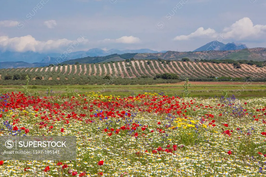 Spain, Europe, Andalucia, Region, Malaga, Province, landscape, amapolas, poppies, field, amapolas, poppies, cloud, colour, colourful, flowers, green, ...