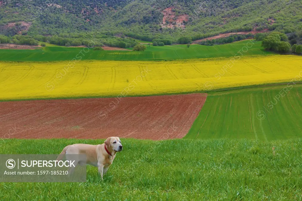 Spain, Europe, Castilla La Mancha, Castile La Mancha, Region, Guadalajara, Province, landscape, Castilla, colourful, colours, contrast, dog, earth, gr...