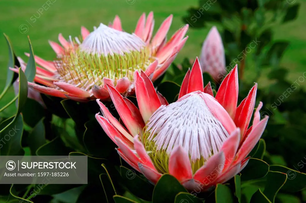 King Protea, National, flower, South Africa, Africa, Protea,