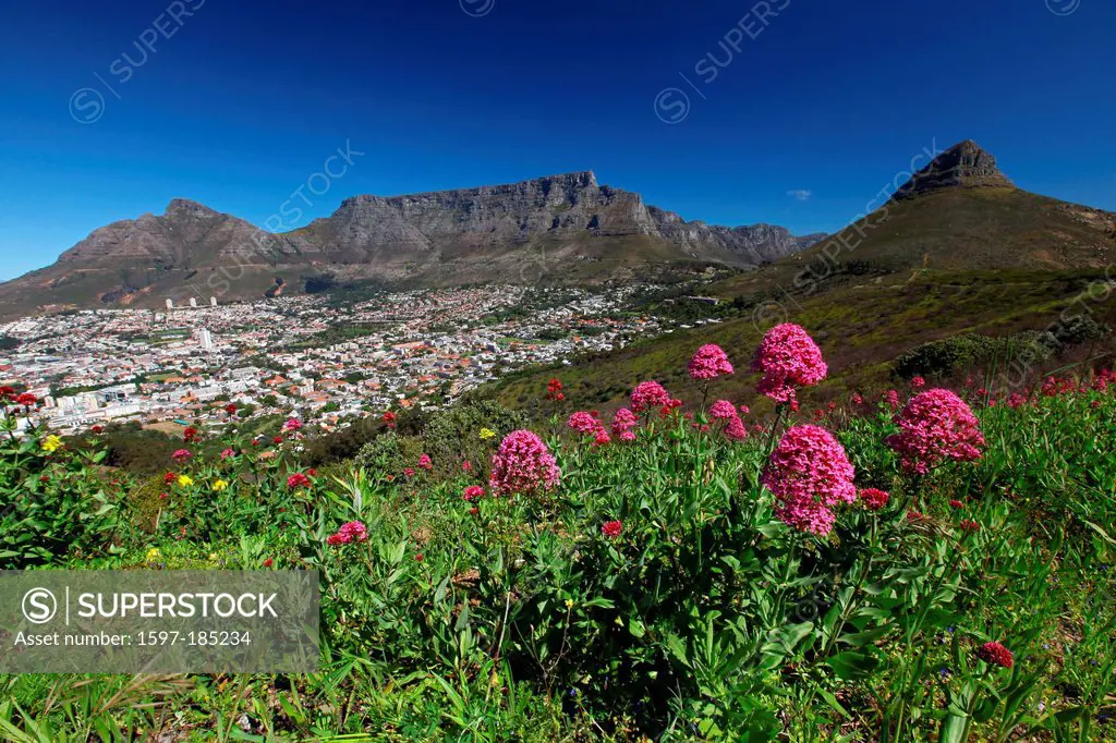 Signal Hill, Cape Town, Table Mountain, Lions Head, Cape Town, South Africa, Africa,