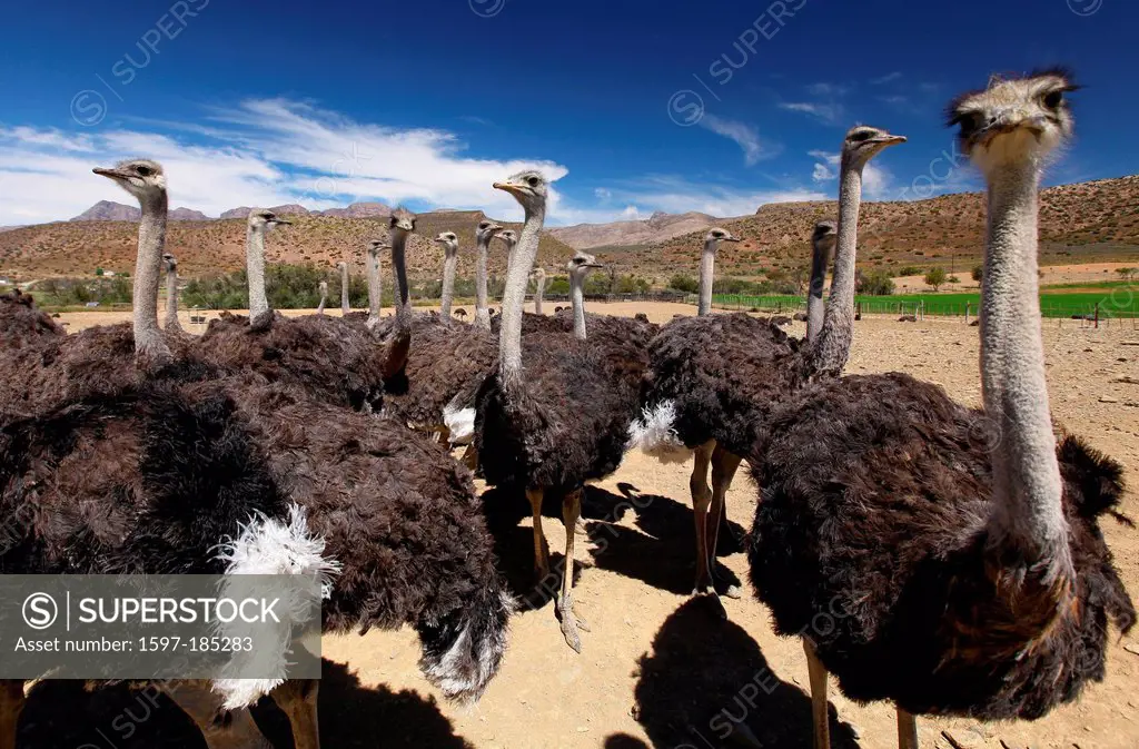 Ostrich, animal, birds, agriculture, Farm, Oudtshoorn, South Africa, Africa,