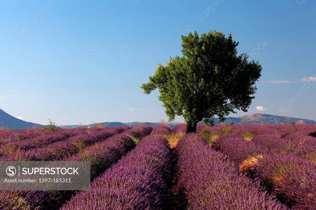 Lavender, lavender field, mauve, perfume, Provence, France, South of France, Europe, smell, tree, agriculture