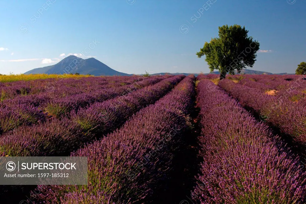 Lavender, lavender field, mauve, perfume, Provence, France, South of France, Europe, smell, tree, mountain, agriculture