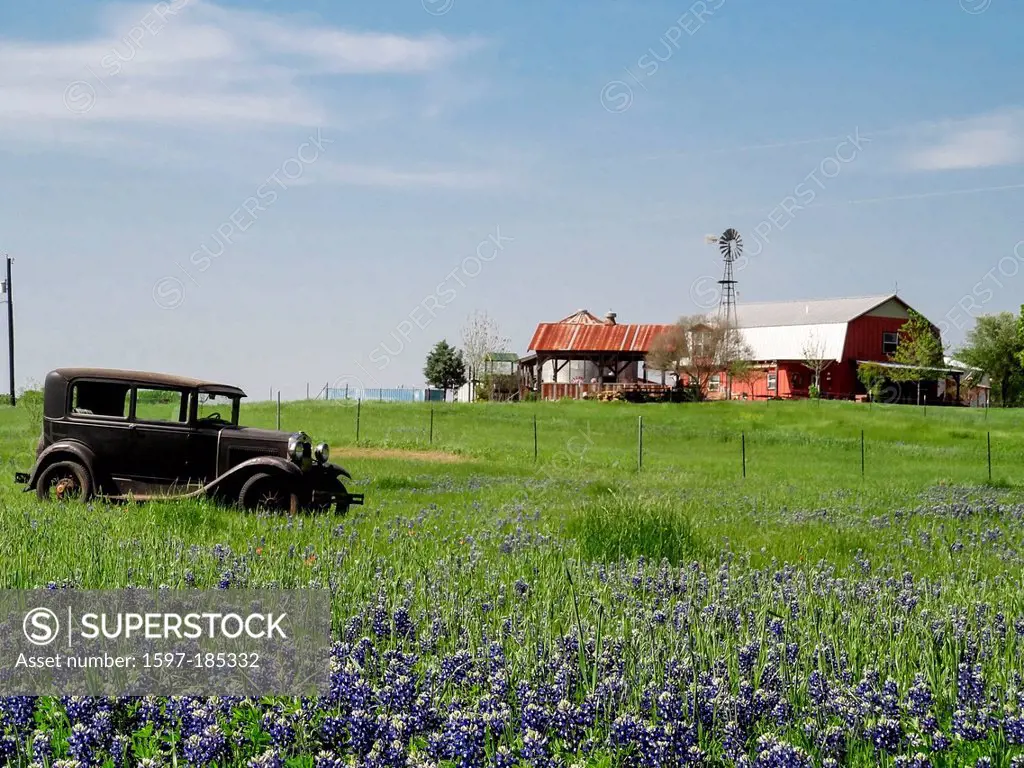 Ennis, Ford Model T, Texas, bluebonnets, lupinus texensis, field, old car, springtime, vintage car, USA