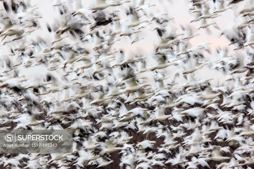 Chen caerulescens, Hagerman, Lake Texoma, Snow Goose, TX, Texas, USA, geese, swarm, flying