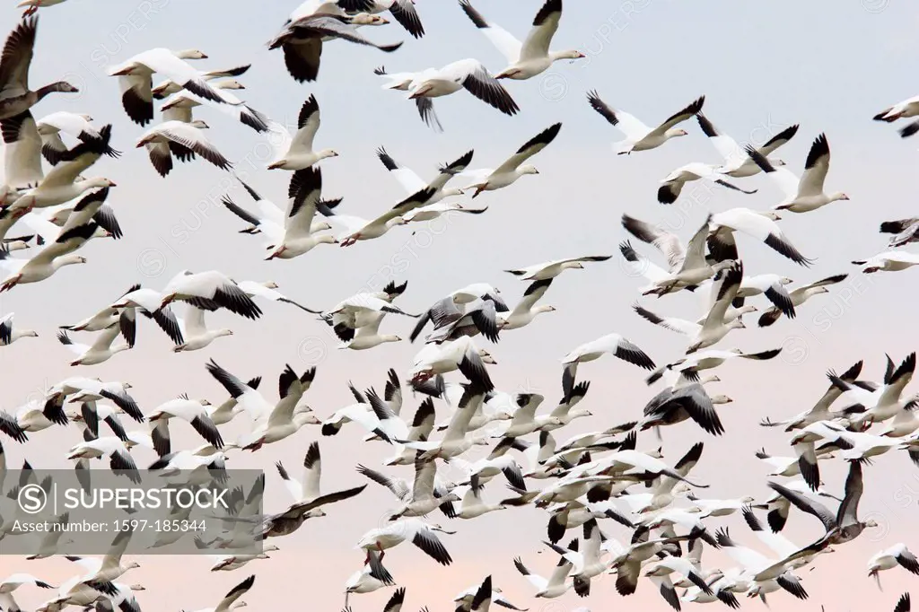 Chen caerulescens, Hagerman, Lake Texoma, Snow Goose, TX, Texas, USA, geese, swarm, flying