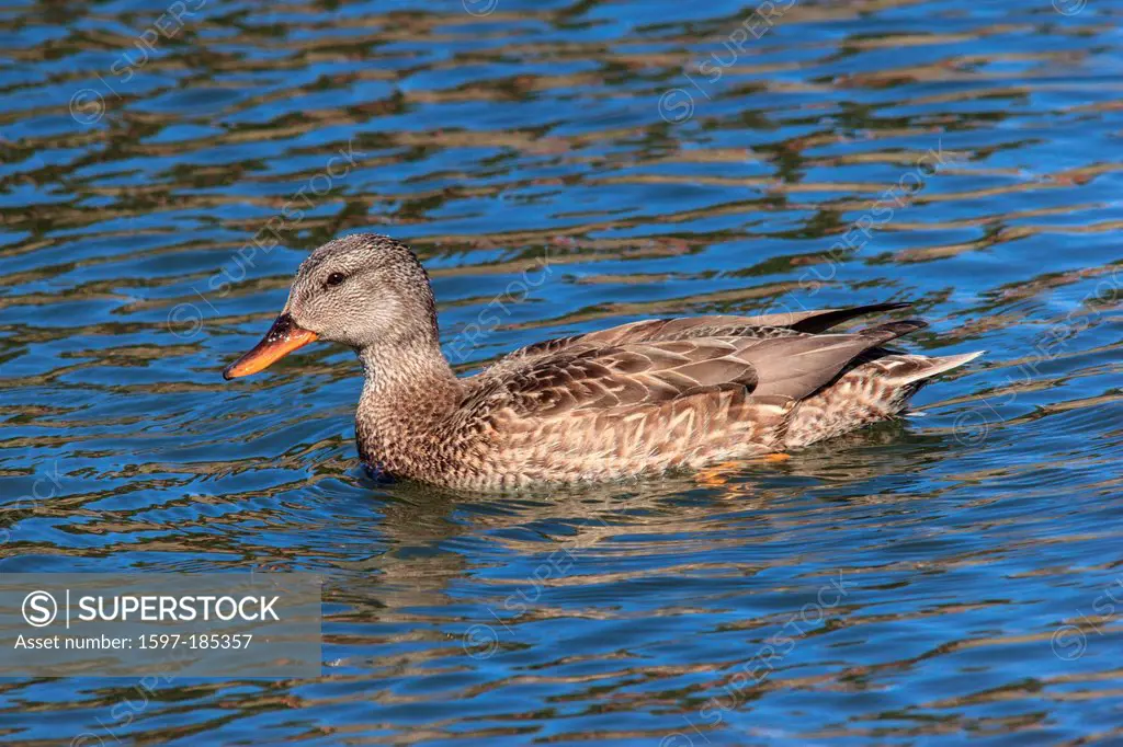 Anas strepera, Duck, Gadwall, aquatic, bird, male, USA, bird