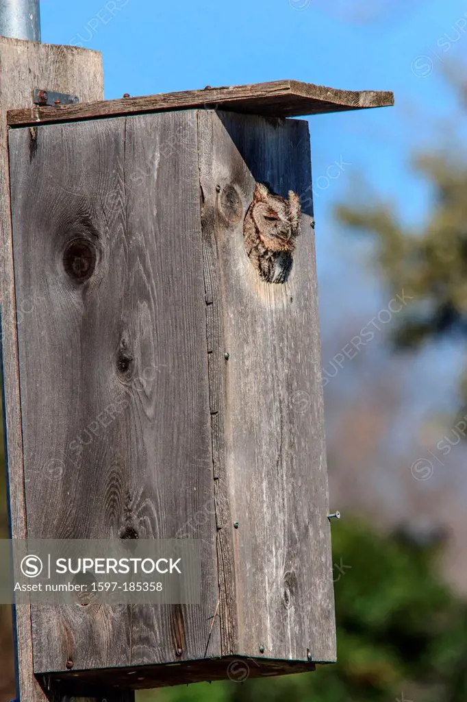 Eastern Screech Owl, Gray-phase, Megascops asio, Richardson, Strigidae, USA, birds of prey, gray morph, owl house, owl