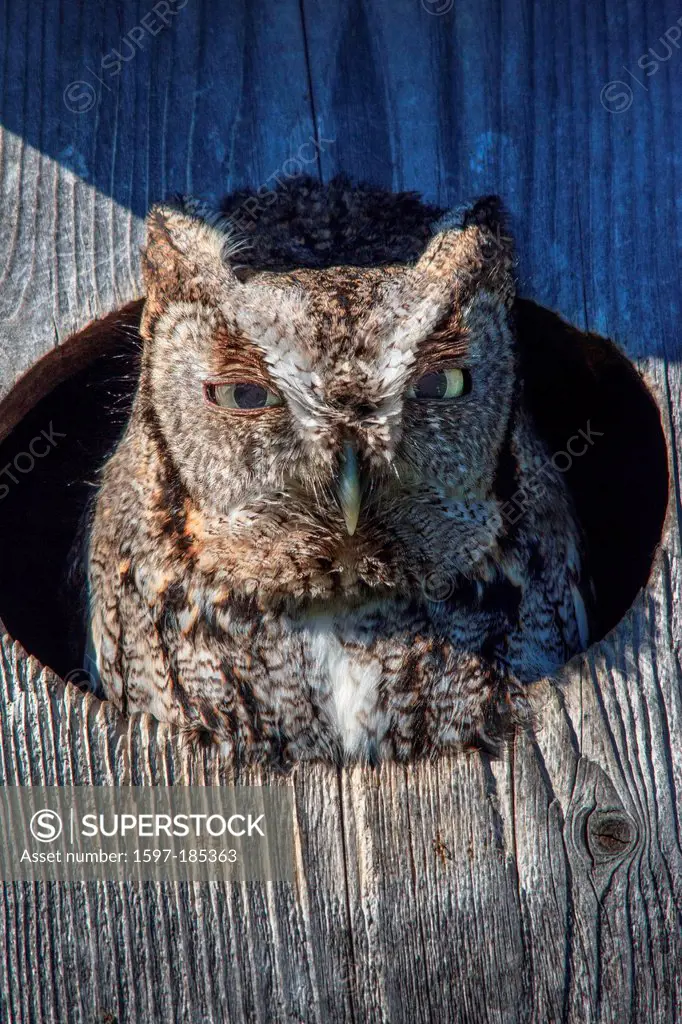 Eastern Screech Owl, Gray-phase, Megascops asio, Richardson, Strigidae, USA, birds of prey, gray morph, owl house, owl