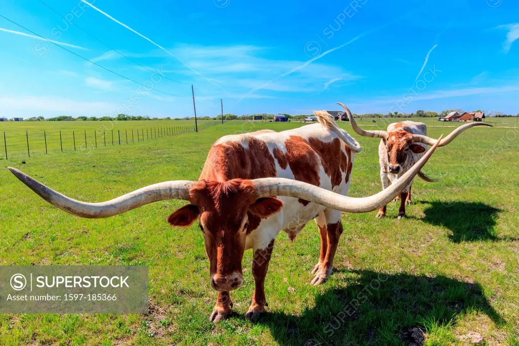 Canton, Texas, longhorn, cattle, cow, agriculture, animal, USA,