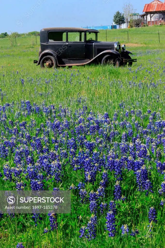 Ennis, Ford Model T, Texas, bluebonnets, lupinus texensis, field, old car, springtime, vintage car, flowers