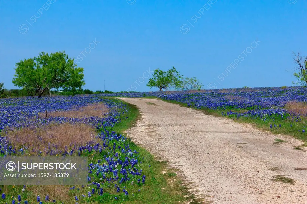Ennis, Texas, bluebonnets, lupinus texensis, field, springtime, flowers, road,