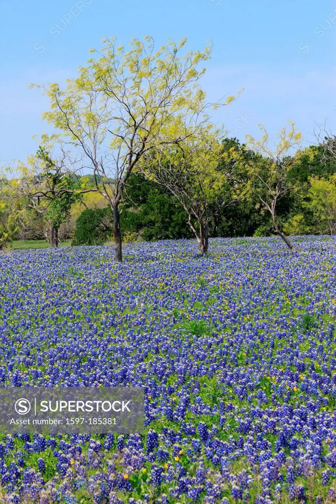 Ennis, Texas, bluebonnets, lupinus texensis, field, springtime, flowers