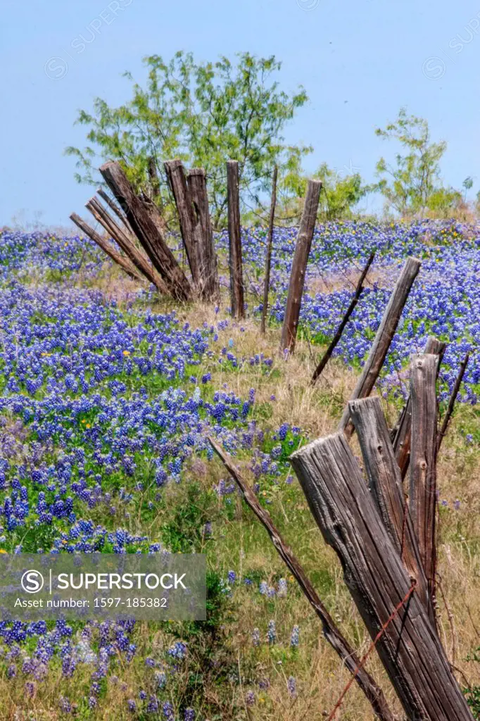 Ennis, Texas, bluebonnets, lupinus texensis, fence, field, springtime, flowers, fence