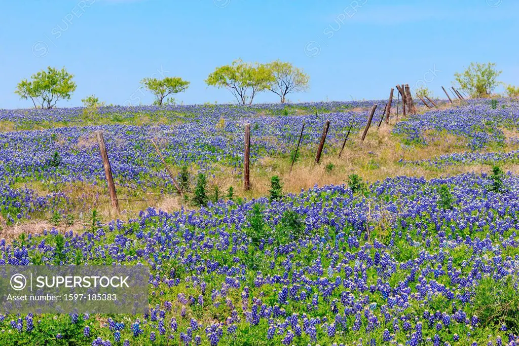 Ennis, Texas, bluebonnets, lupinus texensis, fence, field, springtime, flowers, fence