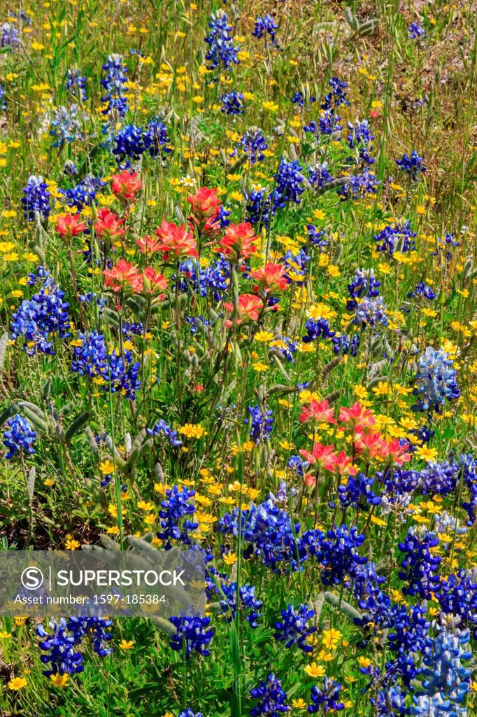 Ennis, Texas, bluebonnets, lupinus texensis, field, springtime, flowers
