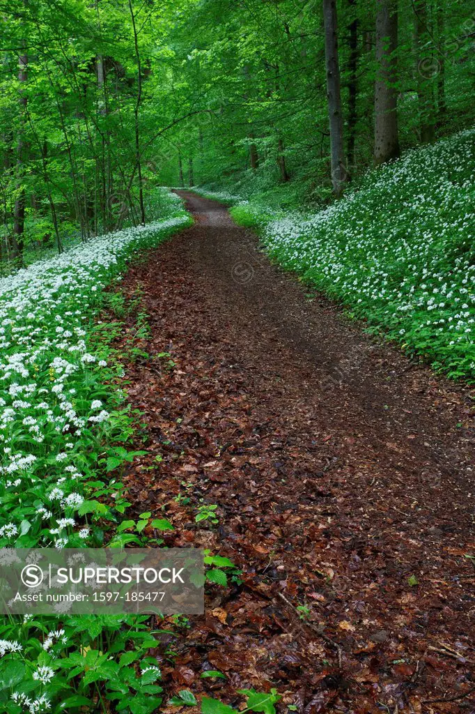 Allium ursinum, tree, flower, blossom, flourish, beeches, beech forest, bear leek, ramson, buckrams, trees, country lane, spring, footpath, vegetables...