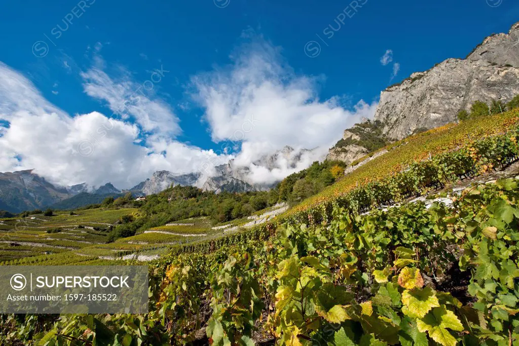 Chamoson, Rhone valley, scenery, landscape, agriculture, autumn, wine, vineyard vineyards, mountain, mountains, Valais, Switzerland, Europe, Haut de C...