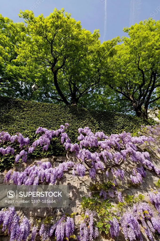 Vevey, Wisteria, blossoms, flourishes, wall, flowers, plants, Vaud, VD, Switzerland, Europe,
