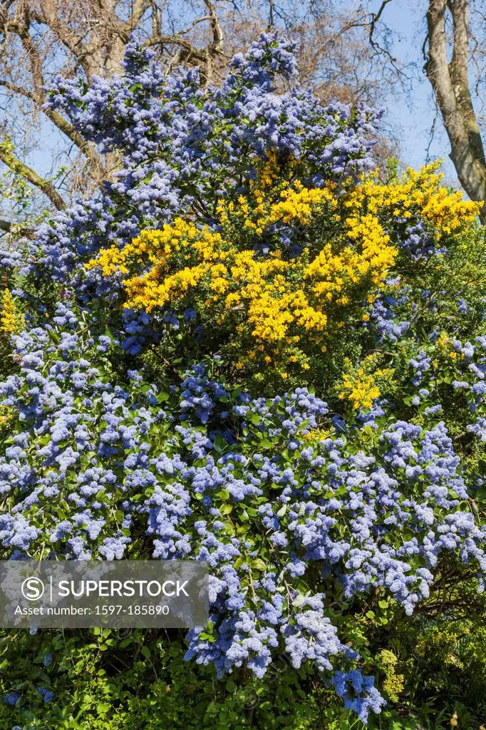 England, London, St James Park, Spring Flowers