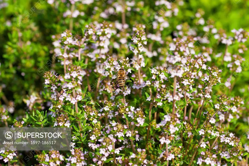 Bavaria, Germany, Europe, Upper Bavaria, Berchtesgaden country, Teisendorf, Rupertiwinkel, garden, herbs, blossoms, thyme, bee, insect