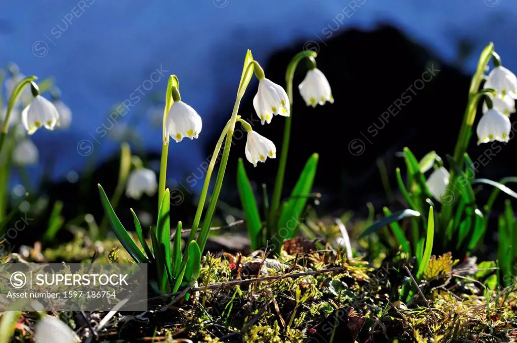 Spring Snowflake, Leucojum vernum, Amaryllidacea, cluster, flowers, blossoms, plant, spring, valley, Klöntal, Canton, Glarus, Switzerland