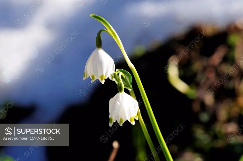 Spring Snowflake, Leucojum vernum, Amaryllidacea, cluster, flowers, blossoms, plant, Spring, valley, Klöntal, Canton, Glarus, Switzerland