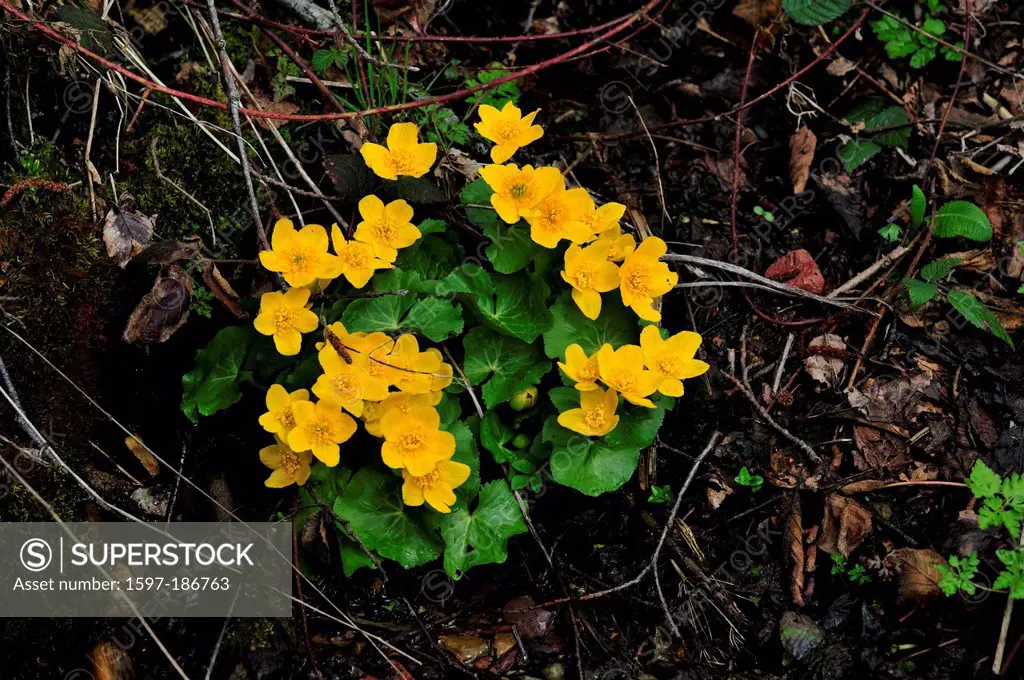 Marsh Marigold, Caltha palustris, Ranunculaceae, flower, blossoms, plant, spring, Mels, Canton, St. Gall, Switzerland