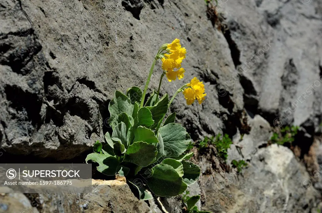 Auricula, Primula auricula, Primulaceae, alpine flower, flower, blossoms, plant, rocks, alps, Alp Obersiezsäss, valley, Weisstannen, Canton, St. Gall,...