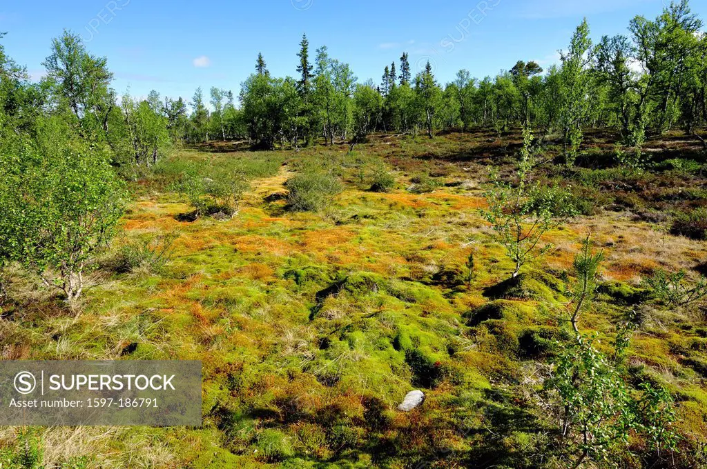 Forest clearing, birch-trees, firs, moss, carpet of moss, Sølendalen, Hedmark, Norway