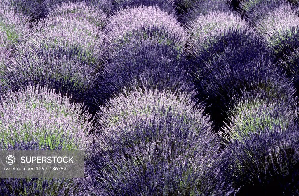 Lavender, Lavendula angustifolia, Lamicaceae, officinal plant, cultivation, field, flower, blossoms, plant, Department Vaucluse, France