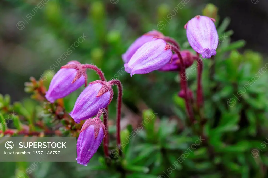 Mountain heath, Phyllodoce caerulea, Ericacea, flower, blossoms, detail, plant, fjell, Norway