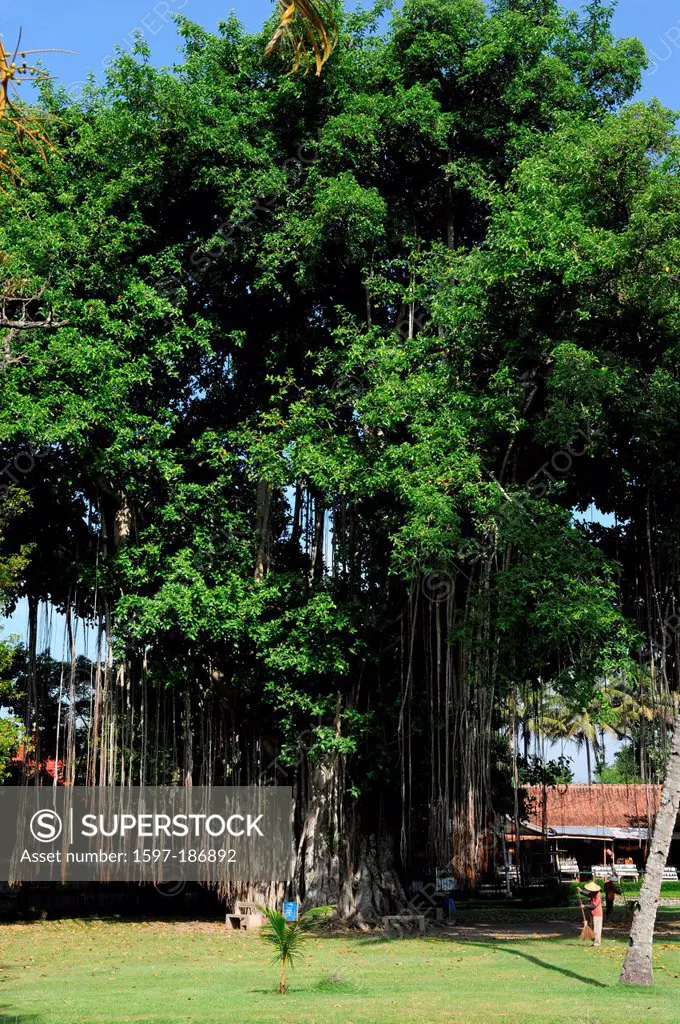 Asia, Indonesia, Java, Borobudur, Mendut, tree, roots, aerial roots,
