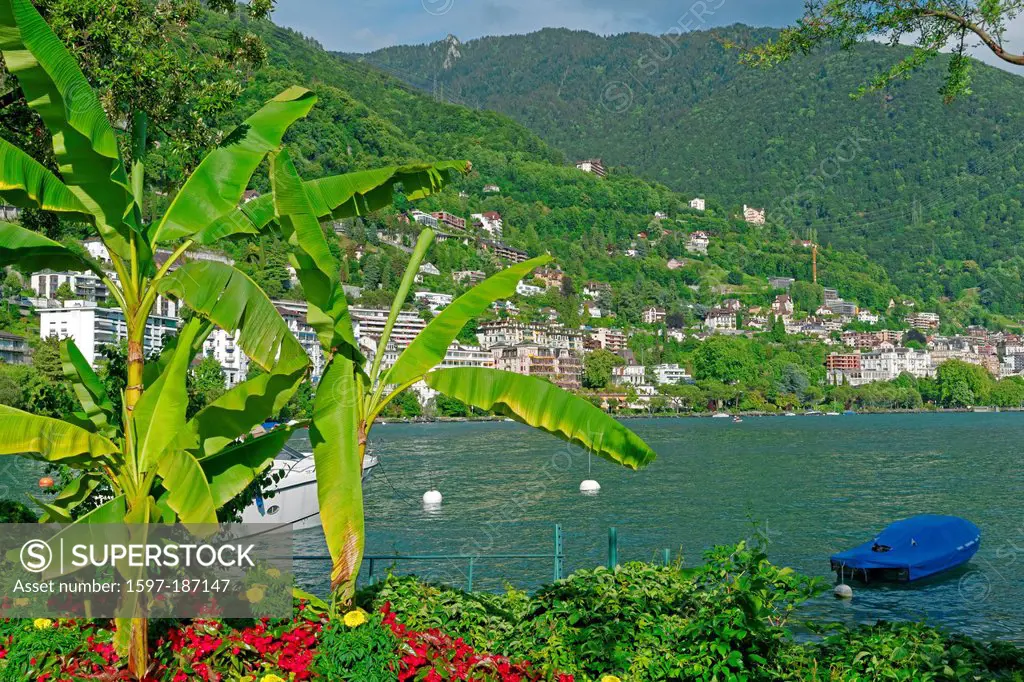 Europe, Switzerland, CH, Vaud, Montreux, Quai, Quai des Fleurs, banana plants, place, lake Geneva, Leman, trees, mountains, buildings, constructions, ...