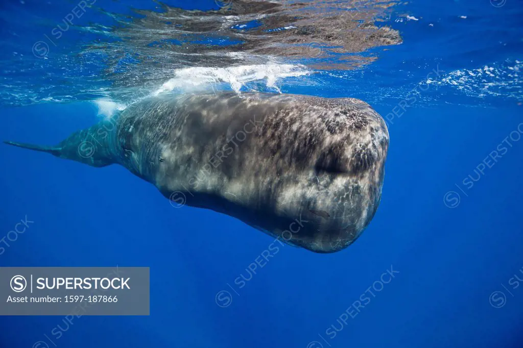 Sperm Whale, Physeter macrocephalus, Tenerife, Canary Islands, Spain